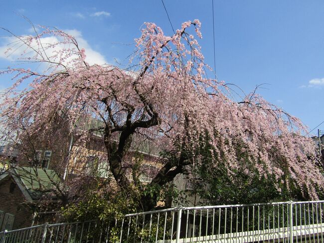 　横浜では桜（ソメイヨシノ）の開花宣言が出ていないのに、早咲きの枝垂れ桜（https://4travel.jp/travelogue/11743221、https://4travel.jp/travelogue/11744212）が開花し、見頃を迎えている。これは昨年よりも1週間ほど早い満開である。<br />　今年は昨年よりも花の色が濃く、薄いピンク色といったところだ。<br />　この品種の早咲きの枝垂れ桜がそこここと至る所にあれば、ソメイヨシノ一点張りの桜のイメージも相当に変わるのであるのだが…。<br />（表紙写真は見頃を迎えた早咲きの枝垂れ桜）<br /><br />　なお、今日の午後に横浜でも桜の開花宣言が出た。<br />　