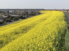 菜の花