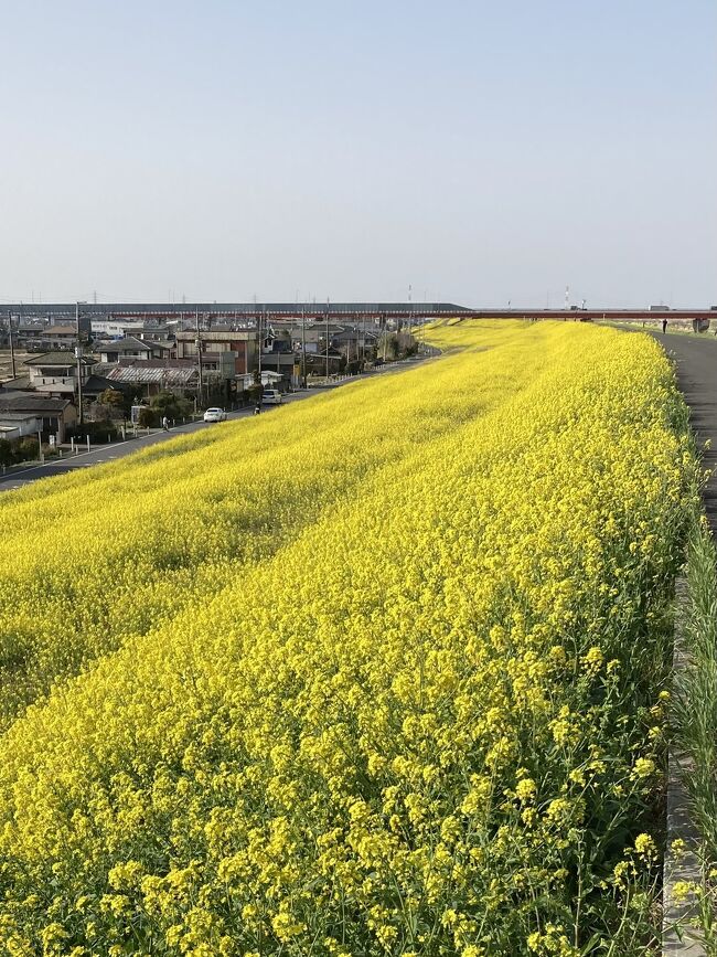 所要のため三郷へ。<br /><br />待ち時間の間に江戸川の土手沿いの道をドライブしたら、菜の花が満開！<br /><br />もう少し先まで行くとなんだかお洒落な建物発見。河川敷のゴルフ場＆ドライヴィング・レンジのクラブハウスでした。