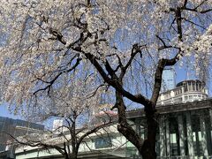 ２日連続桜追っかけ、開花宣言の標本木ってこれね！から日本橋に桜咲く編