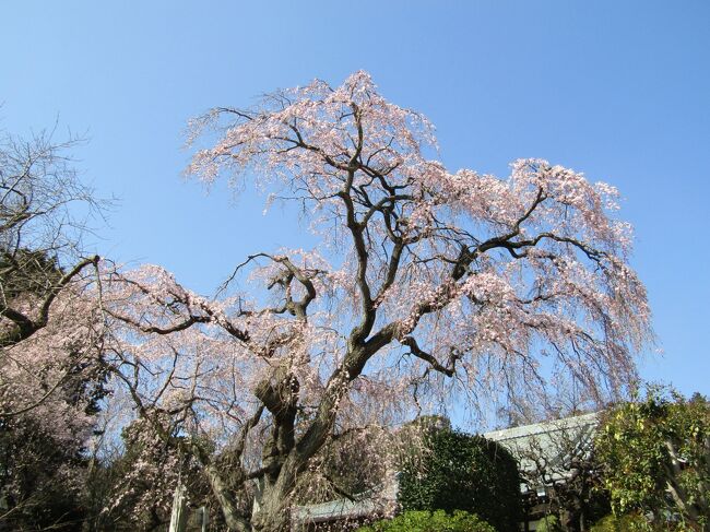 　昨日は早咲きの枝垂れ桜（https://4travel.jp/travelogue/11815237）の開花が思っていた以上に進んでいた。それ故に西林寺の枝垂れ桜が散り始めているのではないか？と不安になった。それで、今朝一番に出掛けてみた。<br />　西林寺（横浜市泉区岡津町）の枝垂れ桜は昨年に続いて満開に間に合った（https://4travel.jp/travelogue/11744619）。それも、昨年よりも1週間余り（8日程度）早かったのにだ。嬉しいことだ。<br />　今年の枝垂れ桜は冬の寒さが厳しかったために、ここ西林寺でも例年よりも、あるいは、昨年よりもピンクの色が濃いように感じられる。<br />　しかし、2月末からの暖かさがあり、昨年よりも1週間かそれを越えて大幅に早く開花し、桜の開花宣言となった。個体差が少ないクローン桜のソメイヨシノでさえもそうなのであるが、実生桜の枝垂れ桜でも開花には個体差が大きいものと考えられているが、昨日今日の2本の枝垂れ桜の開花状況を見たところではそれら間の差は大きくはないと感じられる。<br />　なお、枝垂れ桜の枝振りは冬の寒さのせいか、昨日今日共に、いずれも例年よりは見劣りしている。<br />　もはや、桜の開花宣言はその後の1週間後に満開になることを前持って知らせる情報ではなく、早咲きの枝垂れ桜が満開になっていることを伝える情報であると考えるべきである。<br />　今日の西林寺にはぽつりぽつりと桜の写真を撮りに来る人がいる。しかし、昨年の満開時から比べると殆どいないという状況だ。<br />　なお、西林寺と清源院（戸塚駅前）は、今年のNHK大河ドラマ「どうする家康」では家康の側室於万の方（清源院尼）ゆかりの寺である。<br />（表紙写真は西林寺の枝垂れ桜）