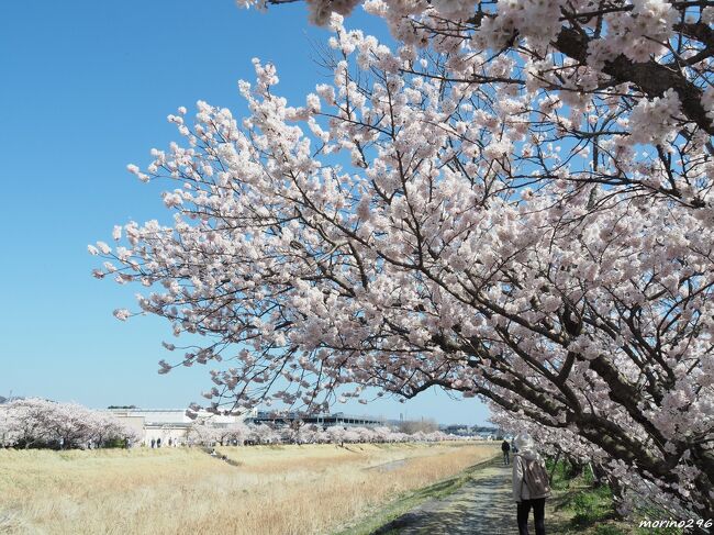 ソメイヨシノの開花が話題になっている中、南足柄の「春めき桜」があっと言う間に満開になったとのことで、急いで出掛けました。<br />「春めき桜」を楽しんだ後は、久しぶりに小田原へ寄り道して帰りました。<br /><br />「春めき桜」はあまり知られていませんが、金太郎伝説のある南足柄で発見された固有種で、「河津桜」→「春めき桜」→「ソメイヨシノ」の順に開花するそうです。<br />昨年に続き4度目となる南足柄の「春めき桜」ですが、今回も「一ノ堰ハラネ」と「春木径・幸せ道」の2か所でお花見を楽しませてもらいました。<br />咲き始め特有の濃いピンク色の花びらと甘い香りがあり、ぼんぼりのようなボリュームのある花はとても豪華です。<br />残念ながら、一ノ堰ハラネの桜まつりは中止となりましたが、春木径・幸せ道の桜まつりは規模を縮小して開催されるそうです。<br /><br />①一ノ堰ハラネ(箱根登山バス 足柄高校前バス停から徒歩約10分)<br />南足柄市怒田、JAかながわ西湘福沢総合選果場付近の斜面に植栽された約120本の春めき桜が、ピンク色の絨毯のように咲き揃います。<br />②春木径・幸せ道(伊豆箱根鉄道 大雄山駅から徒歩約10分、または富士フイルム前駅から徒歩4~5分)<br />狩川大泉河原橋~神崎橋の両岸(富士フイルムの工場横)に171本の桜並木が続きます。