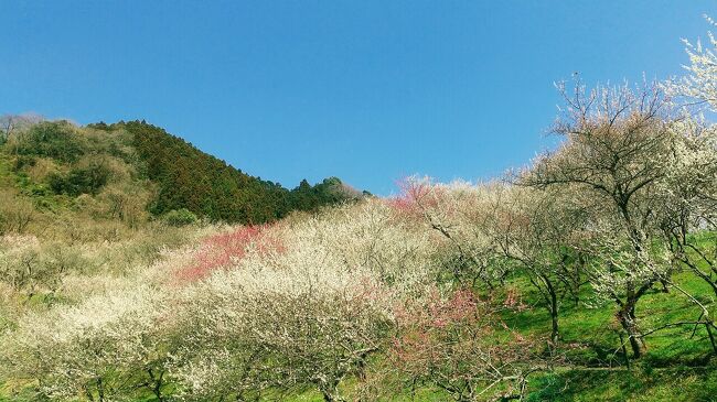 花粉が嫌でしばらく家に込もっていましたが、４月初旬にトレッキング旅行の予定を入れてしまったので、そろそろ身体を動かしておかないと…。そう奮起して、前回は軽い山歩きをし(旅行記「越生・梅と低山めぐり」https://4travel.jp/travelogue/11813224  参照)、今回は本格的に(私にしては)トレッキングに行くことにしました。どの山にするか悩んでいたところ、景信山近くの木下沢梅林が見頃だと聞いたので、セットで廻るようなコースにしてみました。<br /><br />本日の行程です。まずは早朝JR藤野駅に行き、そこから一般道を歩いて、陣馬山一ノ尾根コースの登山口へ。そこから入山し、陣馬山頂に登ったあとは景信山に縦走し、小仏バス停方面へと下山します。その後、木下沢梅林を経て、JR高尾駅に向かい、帰路につきました。<br /><br />本日の歩行距離  22.3km、アップ  1008m、ダウン  1036m      