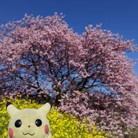 南伊豆の河津桜と河津七滝めぐり(1日目)