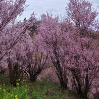 2023　3月　福島県飯坂温泉　2泊二日　一人旅　③　花見山に行って　のんびり帰りましょう