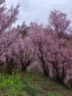 2023　3月　福島県飯坂温泉　2泊二日　一人旅　③　花見山に行って　のんびり帰りましょう
