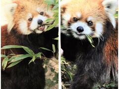 やっと宮崎鹿児島レッサーパンダ遠征４泊３日（４）フェニックス自然動物園（前）やっとカフェとリコちゃんに会えた！～全てのイベントに参加しよう