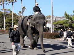 やっと宮崎鹿児島レッサーパンダ遠征４泊３日（５）フェニックス自然動物園（後）レッサーパンダお食事タイムやゾウさんお散歩も含めイベント全制覇