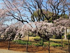 今週の東京の桜と渋沢栄一