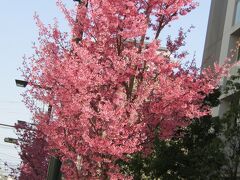 小田原駅周辺では街路樹におかめ桜