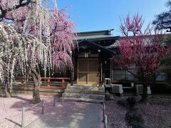 ’２３　愛知・三重梅さんぽ６　結城神社の満開のしだれ梅（無料エリア）