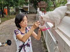 2022年7-9月　タイ旅2022夏#64 (ラオス・ラオス14日目・保護猫活動)