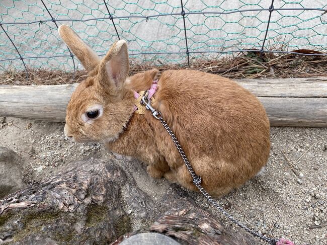 金曜日に有休をとって1泊2日で那須塩原へ。南ヶ丘牧場でうさぎとうさんぽを楽しんでからソフトクリーム、ラムジンギスカン定食を食べ、馬に餌をあげたり。<br /><br />宿泊はゆとりろ那須塩原。温泉入って部屋でゴロゴロの繰り返しでのんびり。<br /><br />夜から雨が降って寒かったけど、うさぎを撫でて癒されて温泉でじんわり汗をかいてゆっくりできました。