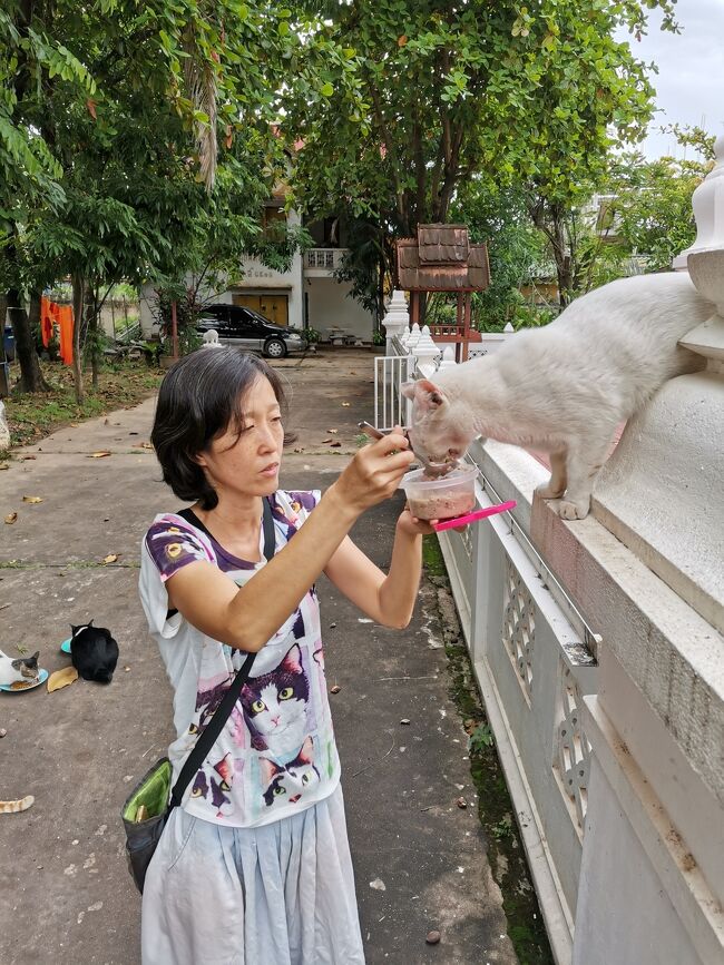 今日は<br />temple Cats In Laos（FB）で活動している<br />岩竹綾子（FB）に会います！<br />今回のラオス旅は本当はりょーこちゃんのお手伝いをメインに考えていたんだけど、<br />ポンサリーでまさかの沈没をしてしまったので、<br />申し訳ないけど１日しかお手伝い出来ません。<br />その代わり日本から沢山救援物資持ってきたから、それでお願いします。<br />