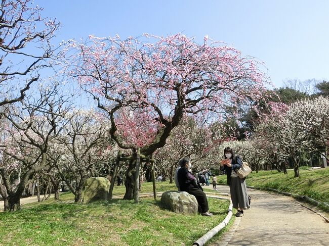 2月の下旬（2/28）、梅の花が咲く頃、今年初めて、大阪万博記念公園に行ってきました。<br />事前に、”梅の花は蕾＆咲き始め＆３～５分咲き”等の情報を入手していましたので、”取り合えず、咲いている梅だけでも見よう”と下見のつもりで我が家を出かけました。<br />そして、梅見物をした後、オッチャン達の「VITA（ヴィータ）ＯＢ会」も楽しんできました。<br />現地に到着すると、梅の開花は事前の情報通りで、”3～5分咲き以下”の状況でした。しかし、「梅林」には梅の種類が多いため、”蕾＆咲き始め＆見ごろ”等の梅が入り混じっていました。<br /><br />そして、一週間後、今年2度目の梅見物（3/7）に出かけてきました。<br />事前に”咲き始め＆見ごろ”等の開花情報を入手していましたので、少し気合を入れて我が家を出発しました。<br />前回から7日間も経過すると、未だ、”蕾”の梅もありましたが、”咲き始め”であった梅は”見ごろ”になっていました。<br /><br />2日とも「青い空」の下で、それなりに写真を撮りましたので、よろしければ、一見していただけると有難く思います。<br /><br /><br />※写真は、薄紅色の「玉垣枝垂（たまがきしだれ）」です。