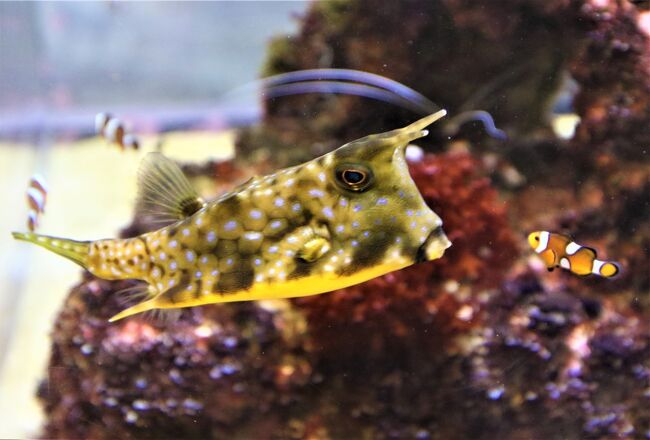 魚だけではなくてナマケモノやフクロウなどもいるDMMかりゆし水族館