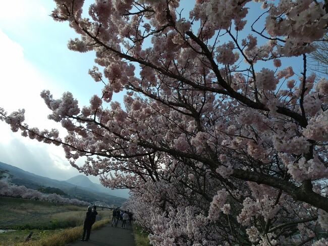 ３月になってからドンドン春の訪れを感じるようになってきました！<br />あちらこちらで桜の開花の声を聞くようになって、テレ朝の「グッドモーニング」のお天気予報士の依田さんが朝の取材に南足柄市の春木径の桜を取材していたのをテレビで見て、「そうだ！桜見に行こう！」と思い立ちました！<br /><br />先週まではまだ赤ピンクの蕾がパンパンに膨らんで来ていたのは見かけていたのですが、あっという間に満開になってしまっていたのにはビックリしました！(＠_＠;)<br /><br />「春木径」とは、大雄山線の『富士フイルム駅』から１，２分の狩川沿いにある遊歩道で、川の両側に１００ｍ程の距離に桜の木が植えられています！<br />ここに植えられているのは、南足柄市在住の春木さんという方が品種改良したもので、南足柄発祥の「春めき桜」と名付けられています。<br />「河津桜」と「ソメイヨシノ」の中間位に咲き始める桜です♪<br /><br />毎年訪れていたけれど、「春めき桜」の発祥が南足柄市だとは知らなかった・・・(*_*)<br />