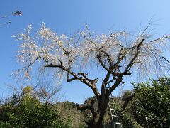 満開の名越坂踏切脇の枝垂れ桜ー2023年春