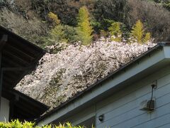 早咲きの枝垂れ桜（鎌倉市大町1）