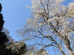 鎌倉安国論寺の早咲きの枝垂れ桜ー2023年春