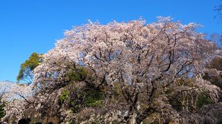 枝垂れ桜