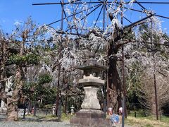 【ちょっとお出掛け】枝垂れ桜を見てきましょう!! <野依八幡社>