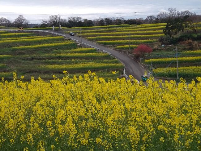 ４月から、長男が就職して家を出ることになりました。まさか、大学院まで行くとは思っておらず・・・。長かった！　やっと、独立してくれます。<br /><br />彼の出発を祝って、母、私、主人のいつものメンバーに長男、次男も加わり５人で温泉旅行に行くことになりました。<br /><br />当初は、玖珠に宿泊して、ミツマタを見に行く予定でした。玖珠の野倉という山里にミツマタの広大な群生地があるのです。コロナ前は、ミツマタ開花時のみ、森が限定的に開放されていました。ところが、今年はネットで調べてもどうも公開されていないような・・・。残念！<br /><br />仕方ないので、定番の「るるパーク」に寄って、玖珠に入る予定を立てましたが旅行数日前、交流のあるフォートラベラーの方に「国東半島の菜の花とミツマタコース」を教えていただきました。<br />「そうだ、そのコースで行こう！」<br /><br />国東半島で綺麗な花と出会え、大満足のドライブになりました。<br />