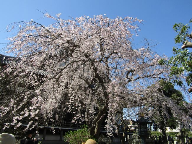　鎌倉市小町1にある東身延 本覚寺には本堂横の日蓮御分骨堂前に枝垂れ桜が植えられている。この枝垂れ桜は早咲きの枝垂れ桜であり、ソメイヨシノが満開になる頃には散ってしまっている。<br />　それ故に、気掛かりで、今朝行って見た。<br />　枝垂れ桜の周りは人だかりになっている、カメラやスマホを構える老若男女ばかりである。中にはお孫さん（お嬢ちゃん）を連れて来ている人もいる。<br />　この人だかりはこの時期はいつものことである。やはり、ソメイヨシノよりは枝垂れ桜である。<br />　しかし、今年の枝垂れ桜の花の色は少し濃くはないか？いわゆる桜色にも見える。<br />　なお、地面には花弁が散り始めている。ソメイヨシノが満開になるともう終わっているのが早咲きの枝垂れ桜の宿命である。<br />（表紙写真は本覚寺の枝垂れ桜）