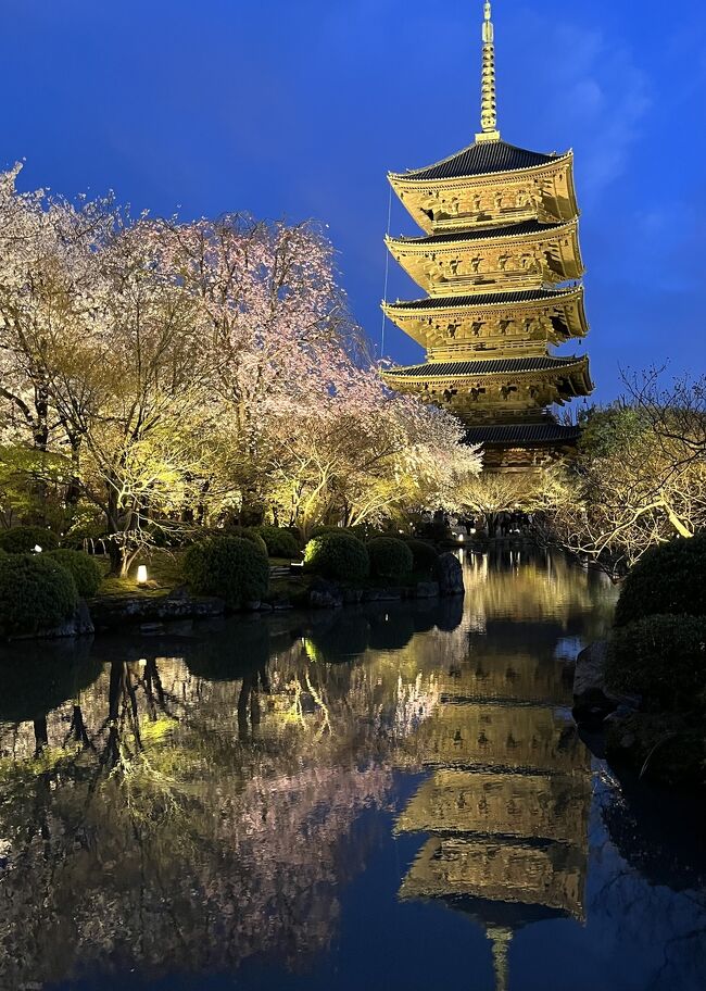 　旅はご褒美、全国旅行支援もご褒美、誕生日は自分にご褒美のトリプルご褒美。日本の春、自分に優しいご褒美には京都の桜を選びました。2023年3月27日（月）～31日（木）の4泊5日、桜満開の京都を旅しました。新幹線とホテルのセットで、阪急トラピックスで1月に手配しましたが、訪問先はフリーです。年を重ねるごとに、体力はもちろん、考えたり、記憶したりする脳の衰えを感じ、刺激を与えるための旅でもありました。ふだんの旅は、連れ回ってもらえるツアーに参加しますが、今回はフリー。桜鑑賞を目的とする訪問先について調べたり、行き方について考えたりし、脳に刺激を与えてみました。会社によって違う開花情報に一喜一憂しながら、福岡雨女を自覚しているので、天気や気温、直前の雨にも気をもみながらも、桜を満喫して来ました。その1日毎の旅行記です。①②③・・は旅行記の番号です。⑳までありますので、興味がある所だけでもご覧いただければ幸いです。<br />3月27日（月）旅行1日目　自宅最寄りの駅ー東京駅ー京都駅①<br />　ホテルエルシエント京都　4連泊③④ー東寺ライトアップ②<br />28日（火）2日目　嵯峨嵐山（トロッコ列車）ー亀山（トロッコ列車）<br />　ー嵐山⑤・・大河内山荘庭園⑥・・天龍寺⑦・・宝厳院⑧ー京都御所⑨<br />29日（水）3日目　醍醐寺⑩ー・・蹴上インクライン⑪・・岡崎十石舟めぐ　<br />　り⑫六角堂⑬夜の京都駅⑭<br />30日（木）4日目　日帰りバスツアー　京都駅＝大覚寺⑮＝花ごこ　<br />　ろ（昼食）・・妙心寺退蔵院庭園　余香苑⑯＝龍安寺⑰＝京都駅<br />31日（金）5日目　千本釈迦堂‥北野天満宮⑱・・平野神社⑲ー昼の京都駅<br />　ー品川駅ー自宅最寄りの駅⑳