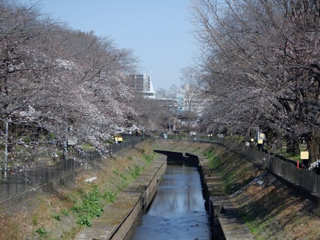 「南北バス　すぎ丸　けやき通り路線」を降りた後は、善福寺川緑地公園で花見をしてきました。