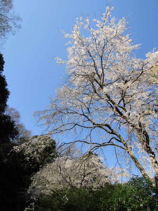 　鎌倉市大町4にある安国論寺は早咲きの枝垂れ桜で知られている。ただし、山門前には2本の枝垂れ桜が植えられており、早咲きと遅咲きであり、遅咲きの枝垂れ桜は今日明日の開花であり、見頃は来週になるであろう。<br />　安国論寺の本堂横の墓地との境には早咲きの枝垂れ桜が2本植えられてある。ようやく、樹齢50年に達したかどうかといったところだ。<br />　安国論寺の早咲きの枝垂れ桜はこれまでは中々満開に間に合うことがなかった。今日は正に満開である。ただし、正確にはもう地面には花弁が見られ、落花が始まってはいる。いわゆる散始めというのであろうか。<br />　安国論寺の展望台は山の上にある。そこからは富士山が望めるが、枝垂れ桜の場所からは富士山は見えない。残念なことだ。<br />　なお、海棠の古木があったが、今日はかつてあった場所を見てみたがなかった。<br />（表紙写真は安国論寺本堂横の早咲きの枝垂れ桜）
