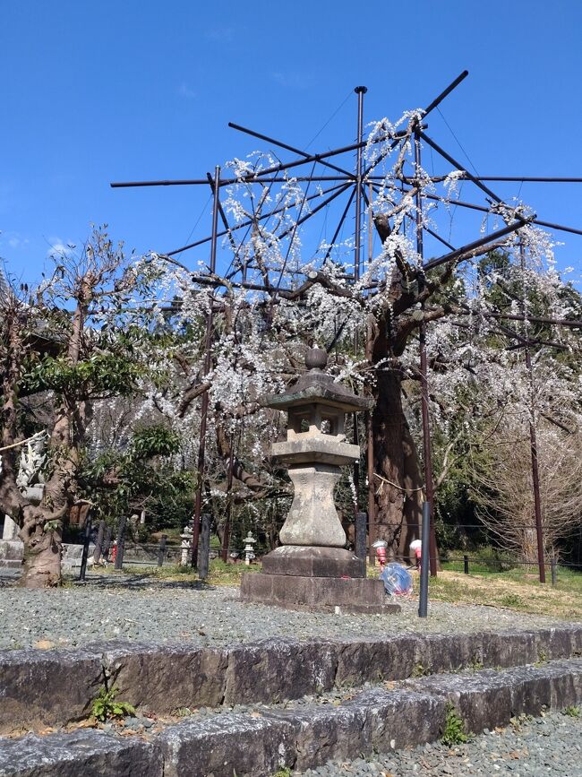 今年は間に合ったかな。枝垂れ桜を見に行ってみよう。<br /><br />90歳の義母を連れて第三段です。