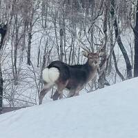 そうや！　宗谷岬へ行こう！　‥往路編‥　青春18きっぷ ‘23 春 ⑤