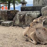 どこかにマイルで広島旅！(前編)