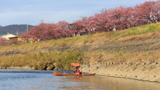 河津桜