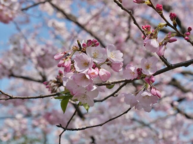 昨年に続きまして、今年も行ってきましたさくら散歩<br />千鳥ヶ淵はまだ満開宣言出ていないのだけど、お天気下り坂の一週間なので小石川後楽園方面に行ったついでに様子見してきました。<br /><br />ひとまず今の状況をUP！<br />桜鑑賞を計画している方のお役に立てれば幸いです♪<br />写真だけUPしてますので、よろしければどうぞ (*&gt;ωﾉ[◎]ゝﾊﾟﾁﾘ