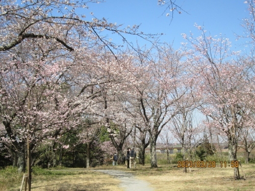 柏市のあけぼの山公園・さくら山・桜開花・2023年3月中旬