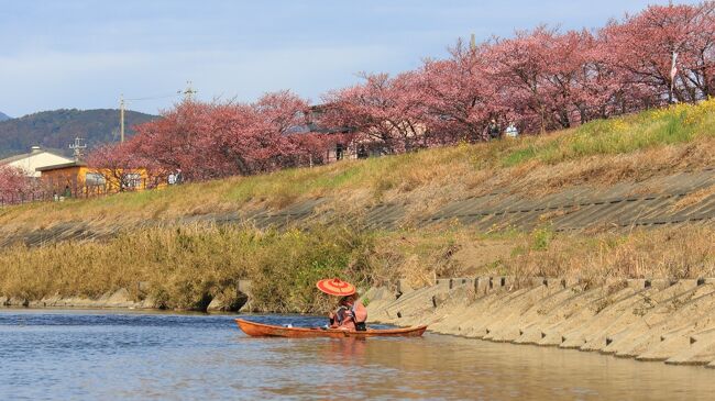 朝比奈川堤さくら並木を川から眺めてきました