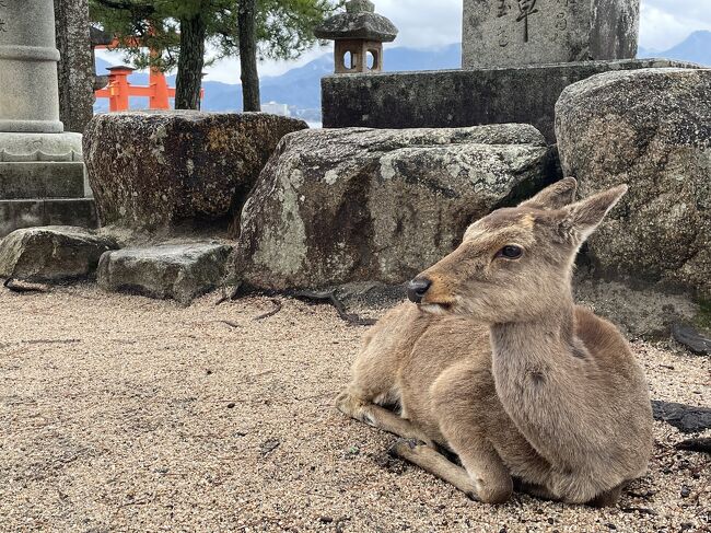 どこかにマイル４回目は、「石垣・宮古・広島・女満別」のうち、広島に決定しました！<br />本編は１日目PM～２日目AM厳島神社までの旅行記をお伝えします。<br /><br />【往路】<br />羽田発１４時４０分<br />広島着１６時１0分<br /><br />【復路】<br />広島発７時４5分<br />羽田着９時５分<br /><br />★今回の旅で回った主なスポット<br />・広島空港<br />・お好み焼き　五エ門<br />・ゲストハウス縁<br />・音戸温泉<br />・厳島神社<br />