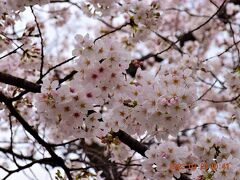 2023 桜満開になったばかりの『上野恩賜公園 うえの桜まつり』に行ってみた