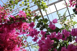 Latvijas Lācisの大冒険♪ 久しぶりのブーゲンビリアの花は威力抜群でした