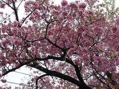 20230321-3 北千住 桜並木から、さらに寄り道の柳原千草園。春の広場には桜が。