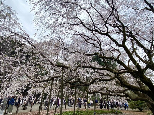 21日は晴れ予報だったのでお花見用に予定を開けておいたものの段々と天気が悪くなり結局一日中曇り予報に。朝起きたら、曇り。これでかなり気がしょげたのだが、今週末は天気が悪いので今日見ておかないと見逃しそう。。。テレビでも満開間近って騒いでいるし。で、下調べ的に飛鳥山に行ったら全然咲いてないし。2分咲きぐらい。<br />千鳥ヶ淵はこれを見て諦めて、「満開」とＨＰでうたっている六義園に行くことにした。王子から南北線で2駅。2番出口から出ればすぐに入口で行きやすい。<br />電子チケットだと並ばずに入れる、という事だったので電子チケットを購入。そして六義園入口はなぜか行列が。「えっ？」て思ったら、電子チケットは確かに並ばずに入れた。で、なんでみんな並んでるの？電子チケットはスマホですぐに買えるし、近くのコンビニでもチケット買えるのに並ぶ理由が不明。