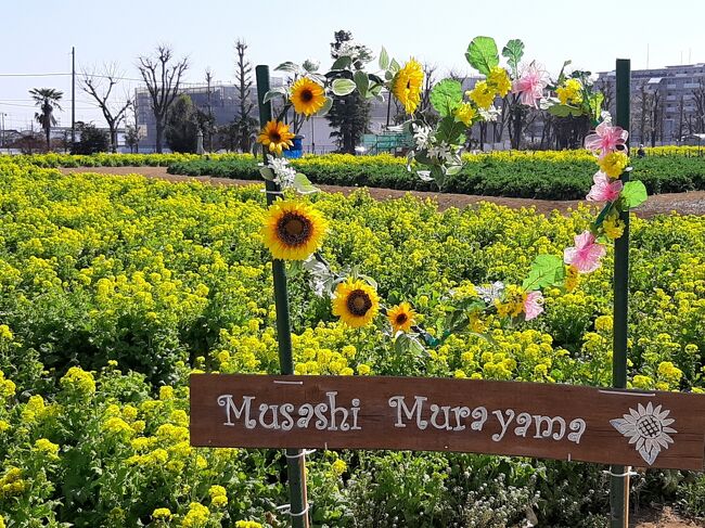 桜の花も咲き始めていますが<br />先日、ぽかぽか陽気に誘われて<br />武蔵村山の菜の花ガーデンに行ってきました<br />早咲きの菜の花が丁度満開状態で<br />いい香りに包まれて楽しんできました<br /><br />ここは夏には<br />「ひまわりガーデン」になるようで<br />夏にも行こうと思ったら残念ながら<br />今期の菜の花でファイナルだそうです