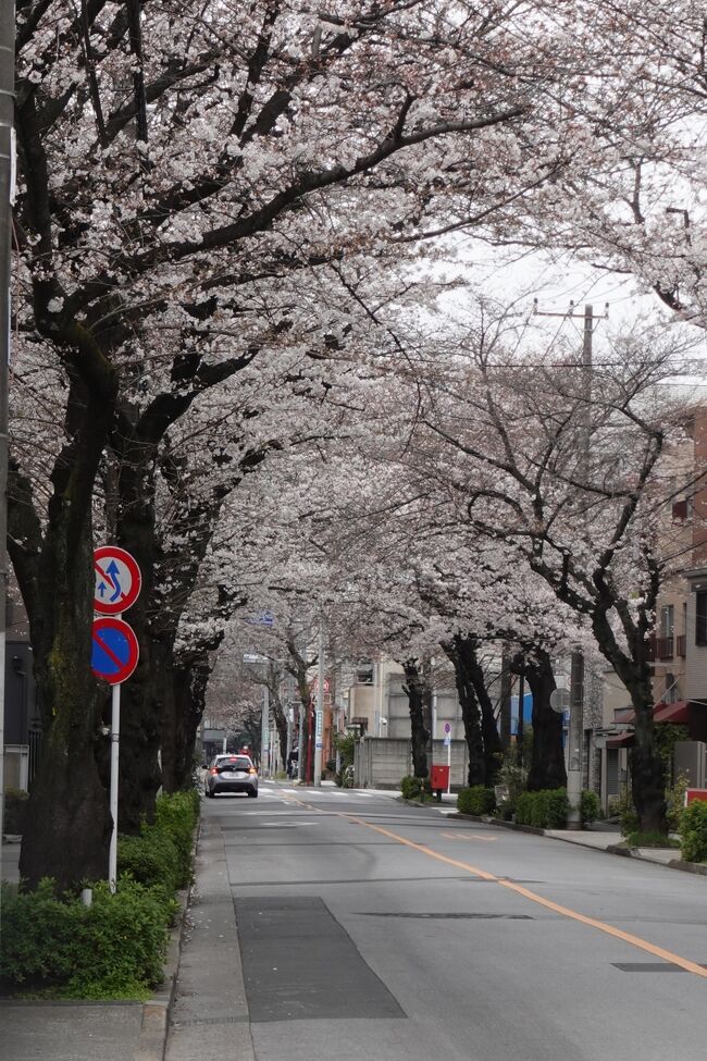 千住大橋から来た道戻って、大踏切通り。もちょっと寄り道しようかと、荒川土手の方に向かってケッタマシンを進めます。こちらも、近所の桜の名所。