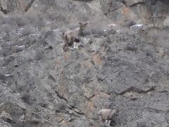 アストールマーコルAstor Markhor