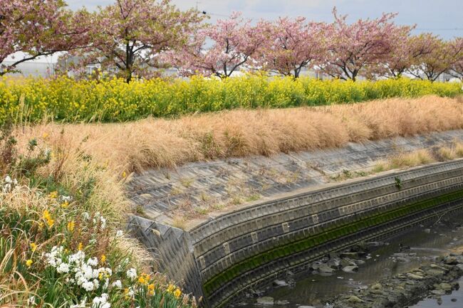 2023年、春たけなわの渥美半島。免々田川の河津桜はすでに盛りを過ぎていましたが、菜の花とのコントラストを、角上楼では地魚を中心に美味しい食事を楽しみました。<br /><br />・東名高速で浜松へ。うなぎの昼食<br />・渥美半島、福江の角上楼へ<br /> 本館、竹の間<br />・免々田川さくら祭りへ<br /> 菜の花と河津桜<br /> 桜色のポスト<br />・福江 つるし雛と近代建築<br />・角上楼 風呂と地魚たっぷりの夕食、朝食<br /><br />表紙写真は、免々田川の土手に咲く、河津桜と菜の花