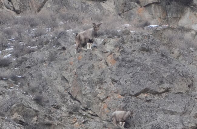 アストールマーコルAstor Markhor