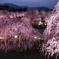 しだれ梅　「一生に一度」の言葉にひかれて