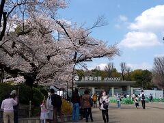 上野公園の桜が満開です。
